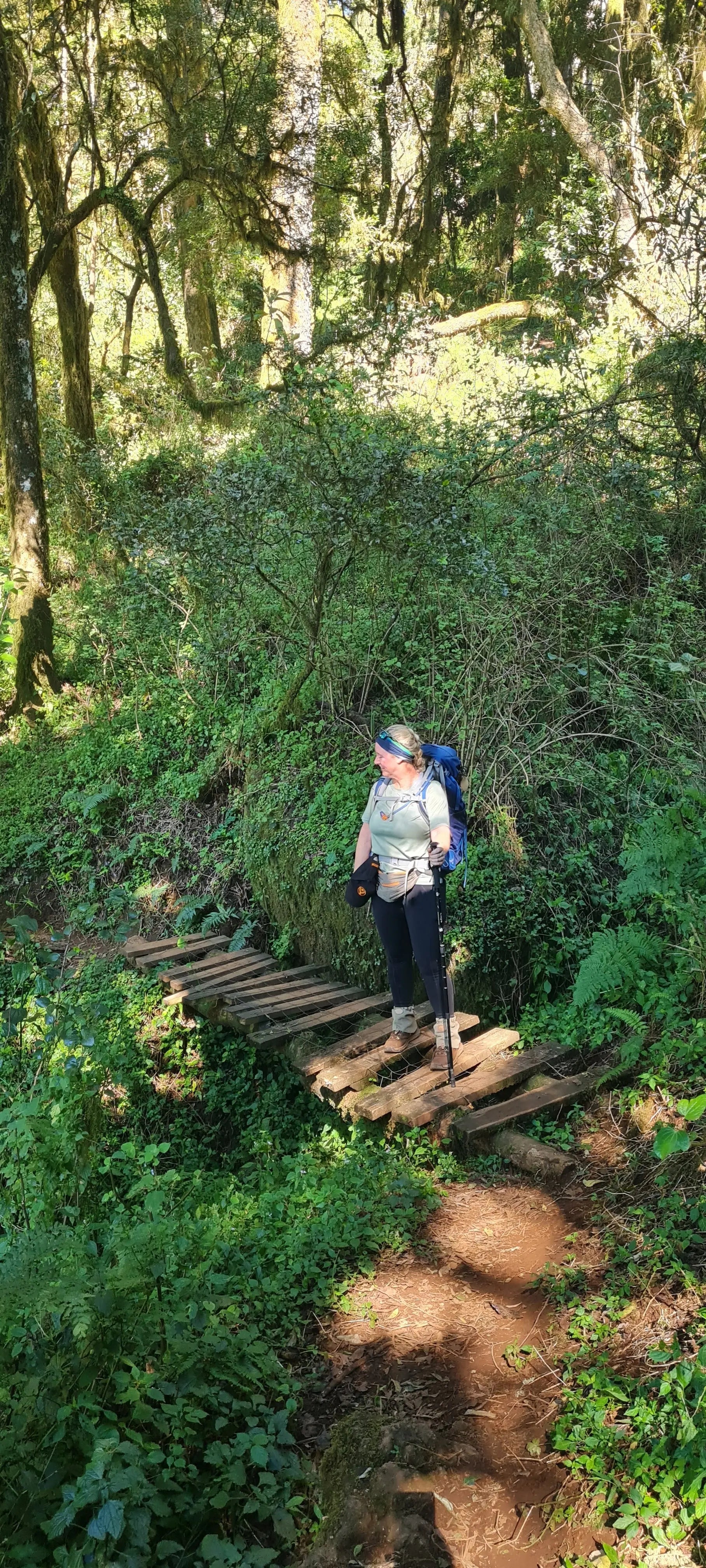 Magoebaskloof Hiking Trail: Your Complete Guide to Limpopo's Green Canyon